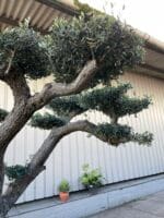 Ancient cloud tree