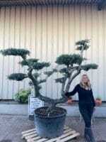 Large gnarled cloud Olive tree