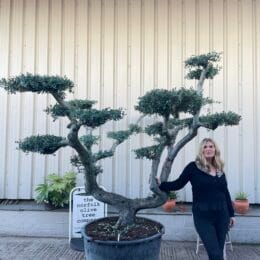 Large gnarled cloud Olive tree