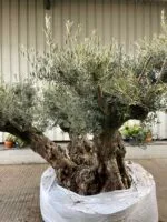 E97C19BF-7F32-4FED-A54F-858D95E62A01 Ancient Olive tree extra large