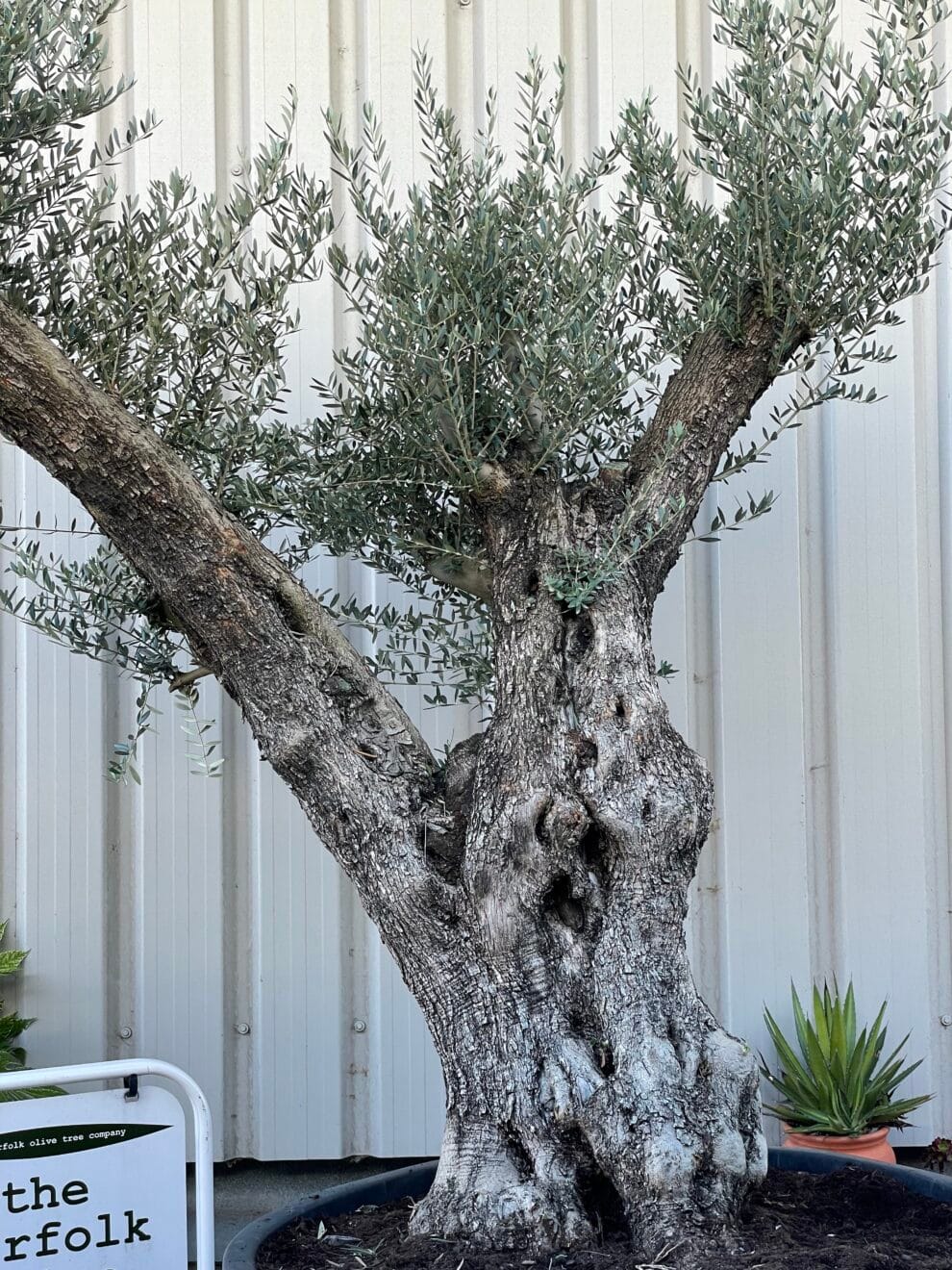 Large olive tree gnarled trunk The Norfolk Olive Tree Company