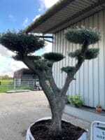 Ancient cloud tree