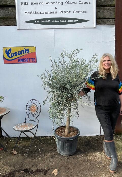 Olive Tree for small garden