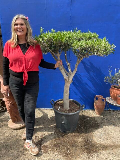 Patio cloud tree