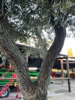 Tall gnarled Olive tree