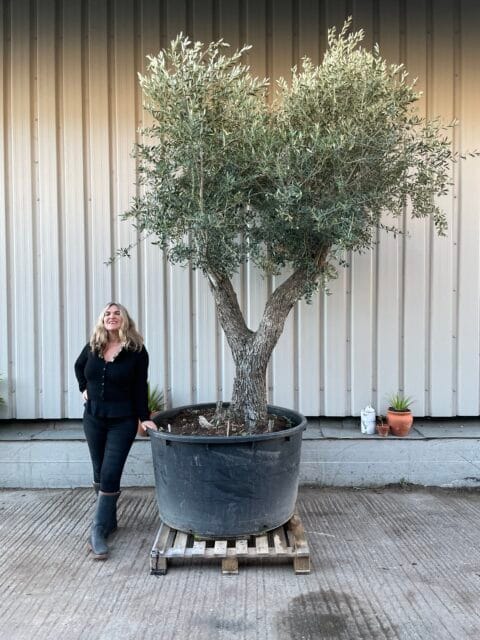 Tall gnarled Olive tree