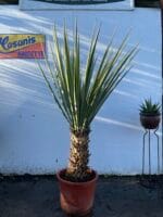 Yucca Treculeana