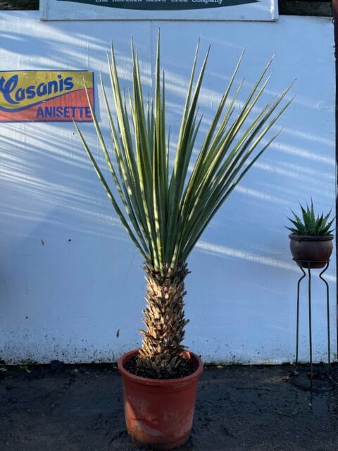 Yucca Treculeana