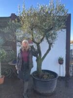 Spanish Olive tree