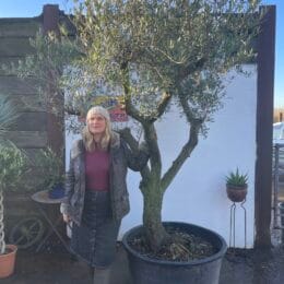 Spanish Olive tree