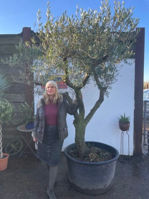 Spanish Olive tree