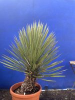 Yucca ‘Filifera’ for sale.