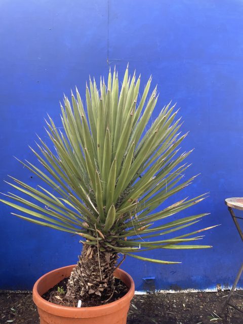 Yucca ‘Filifera’ for sale.