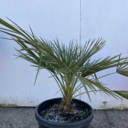 Chamaerops Humilis- free delivery