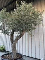 Tall gnarled Olive tree