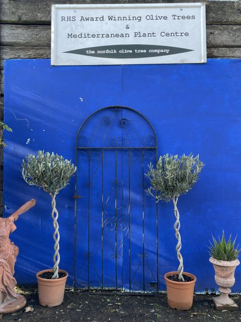 Pair of braided Olive trees