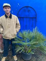 Chamaerops Humilis for sale