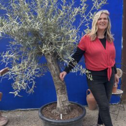 Mature screening Olive tree