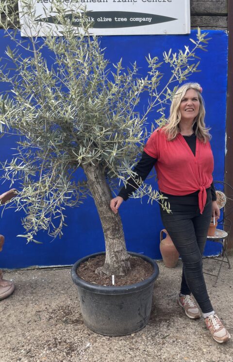 Mature screening Olive tree