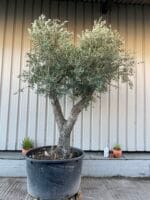 Tall gnarled Olive tree