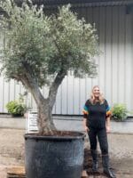 Ancient Olive Tree