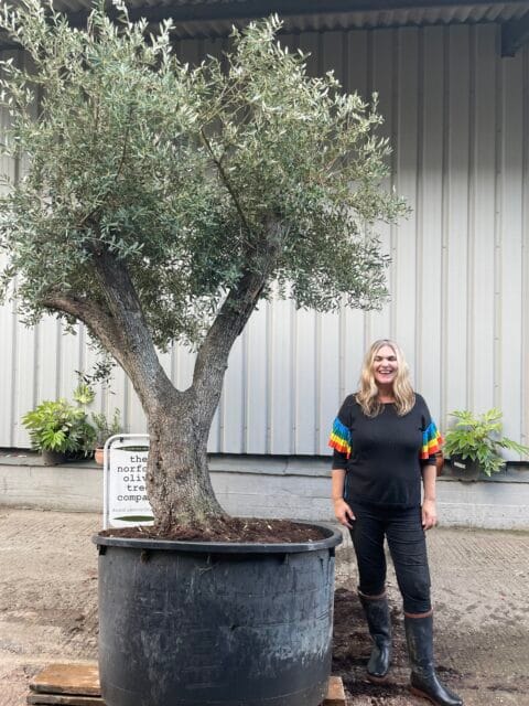 Ancient Olive Tree