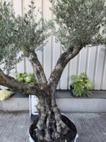 Branched Olive tree