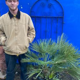 Chamaerops Humilis for sale