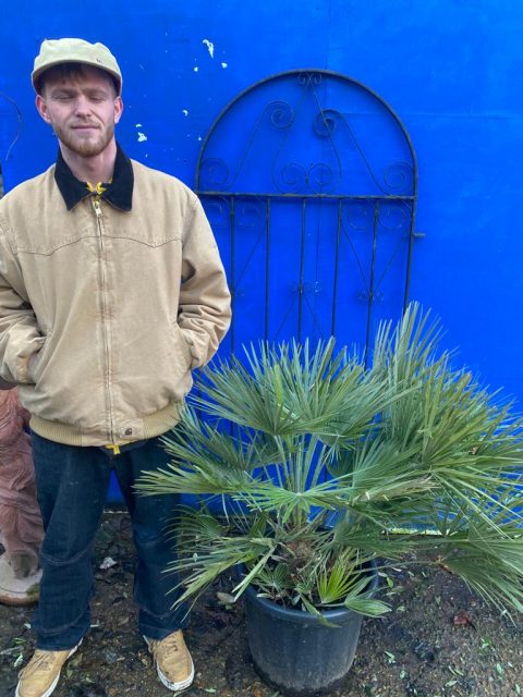 Chamaerops Humilis for sale