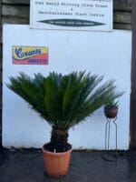 Japanese Sago Palm