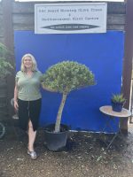 Ball head Olive tree