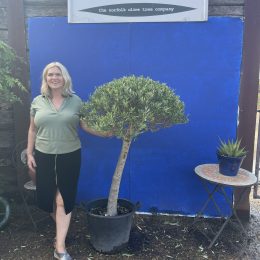 Ball head Olive tree
