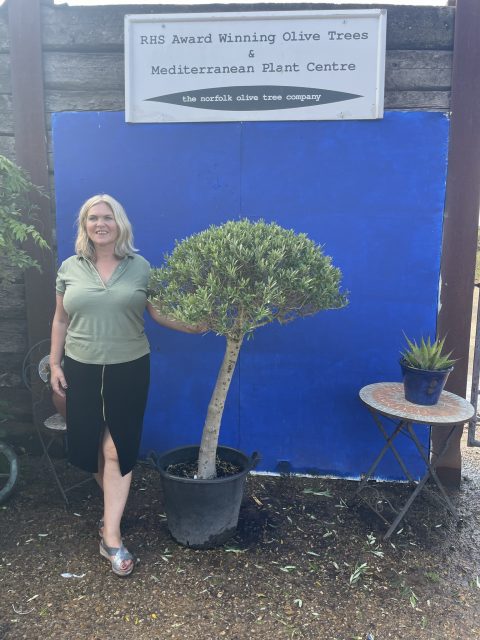 Ball head Olive tree