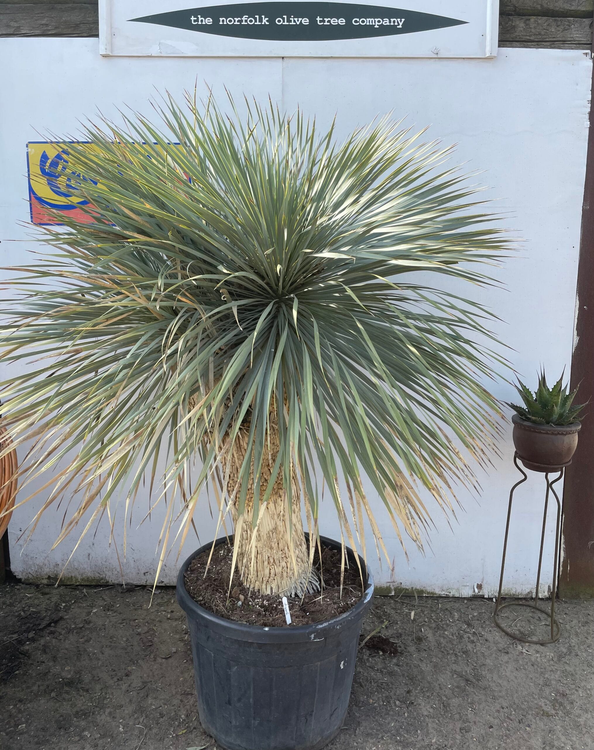 Mature Yucca Rostrata The Norfolk Olive Tree Company
