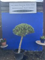 Ball head Olive tree