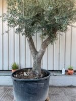 Tall gnarled Olive tree