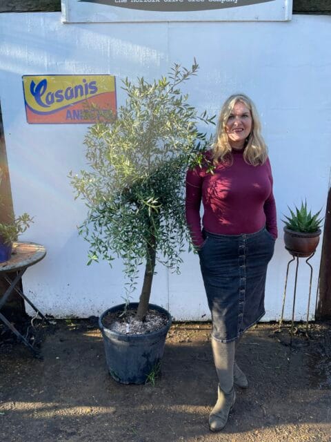 London Olive tree