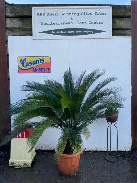 Japanese Sago Palm