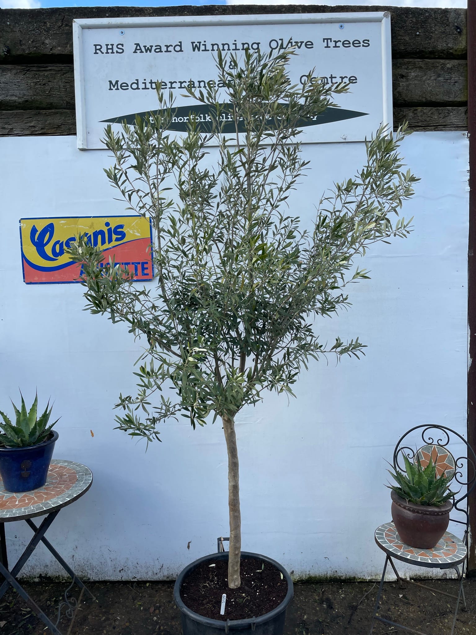 Patio Olive tree The Norfolk Olive Tree Company