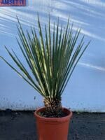 Yucca Treculeana