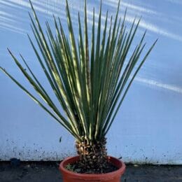 Yucca Treculeana