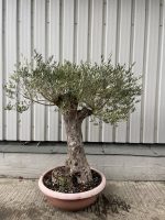 Gnarled Olive tree in bonsai bowl