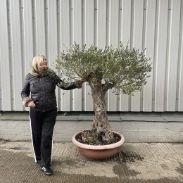 Gnarled Olive tree in bonsai bowl