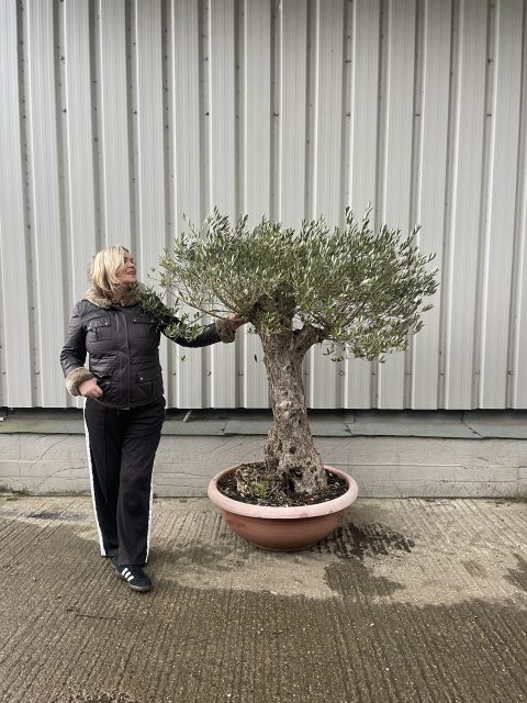 Gnarled Olive tree in bonsai bowl