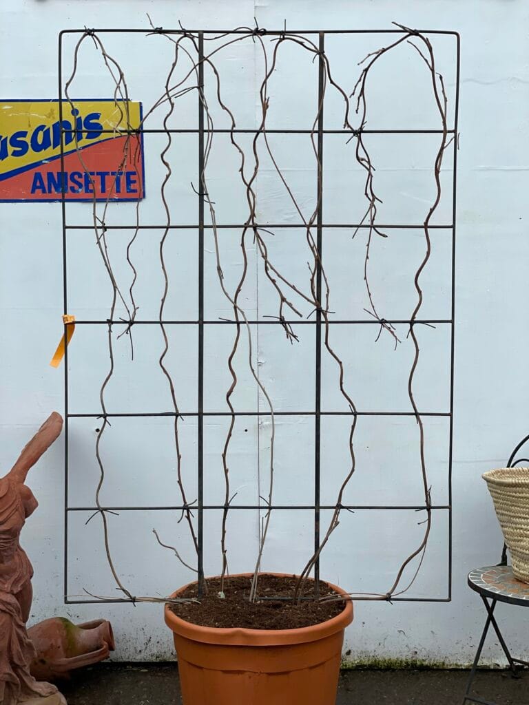 Espalier Wisteria