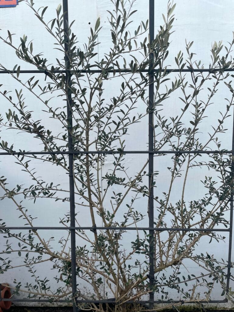 Olive Espalier