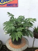 Fatsia japonica 'Spiders Web'