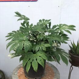 Fatsia japonica 'Spiders Web'