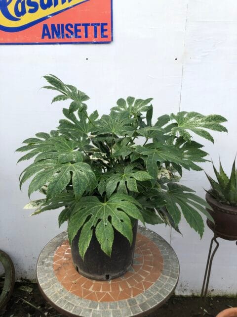 Fatsia japonica 'Spiders Web'