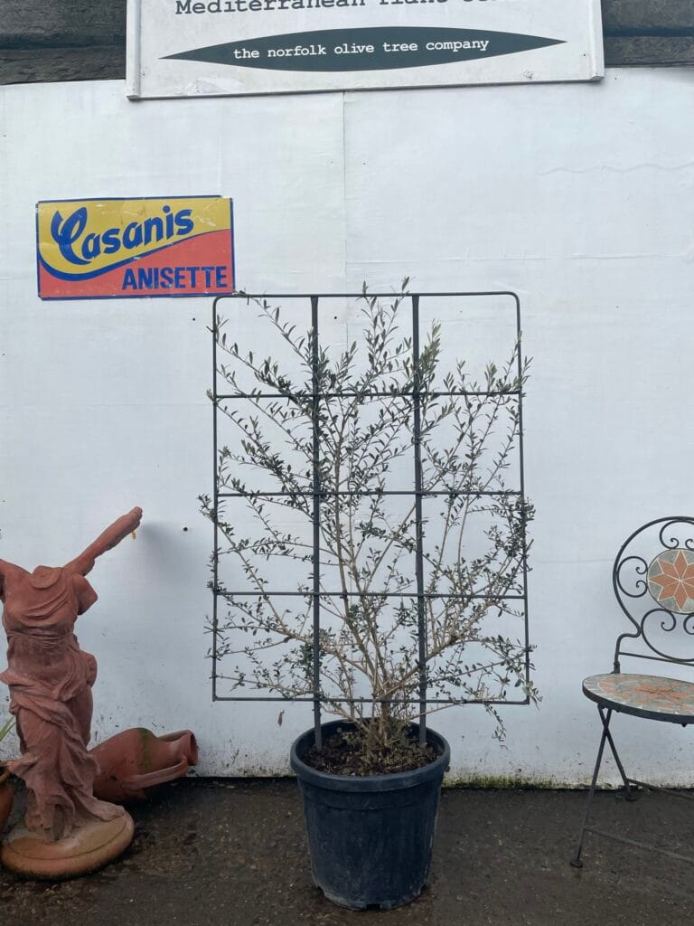 Espalier Olive tree